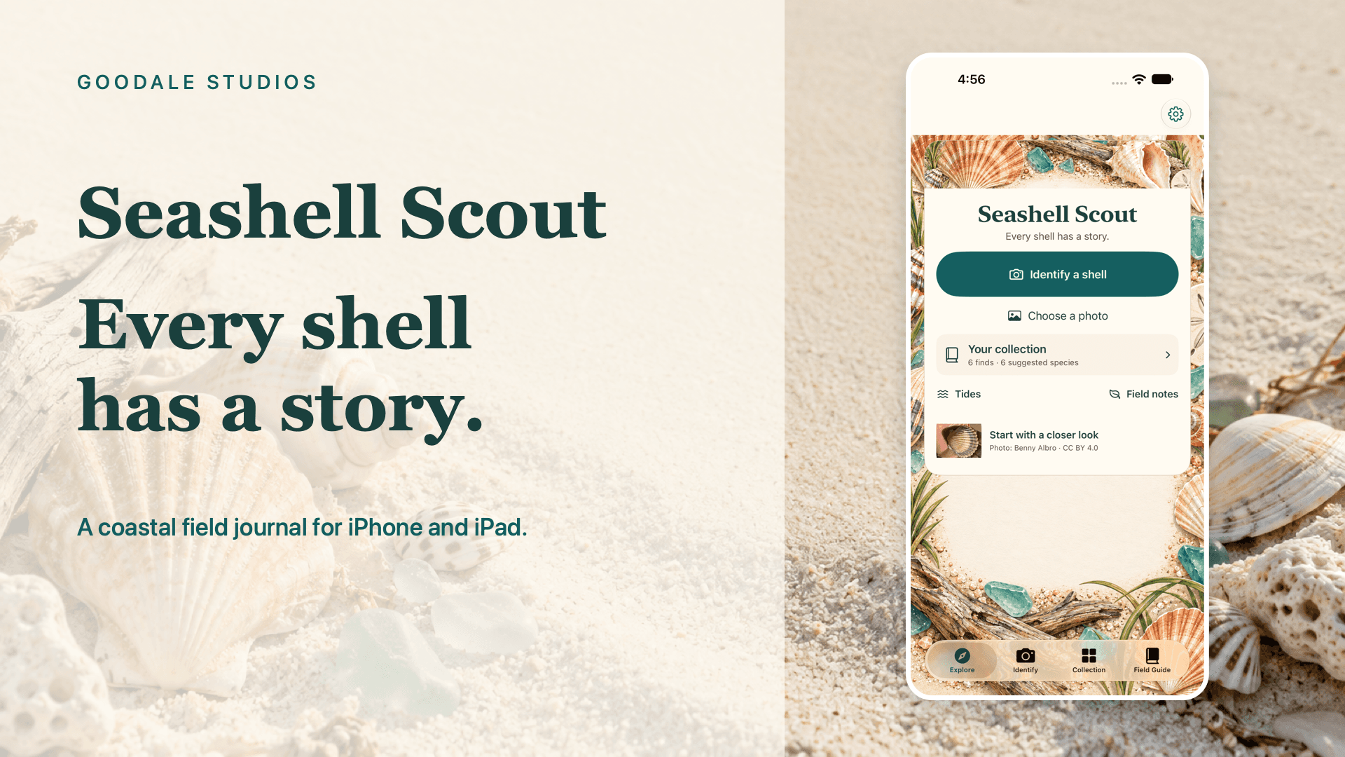 Seashell Scout product guide artwork